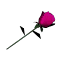 PinkRose